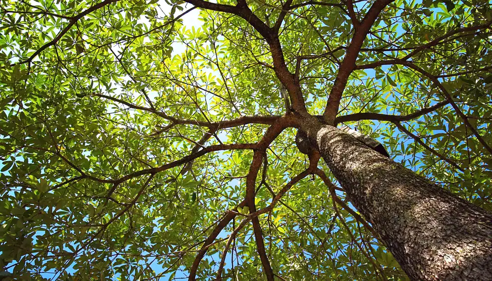 L’arbre — sur les énergies masculine et féminine